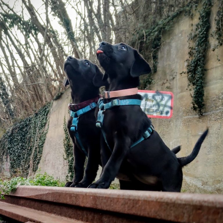 Zwei schwarze Labrador Welpen stehen mit den Vorderpfoten auf einer Eisenbahnschiene. Ein Welpe hat die Zunge heraus gestreckt.